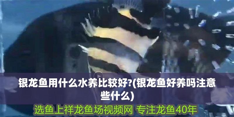 銀龍魚用什么水養比較好?(銀龍魚好養嗎注意些什么)