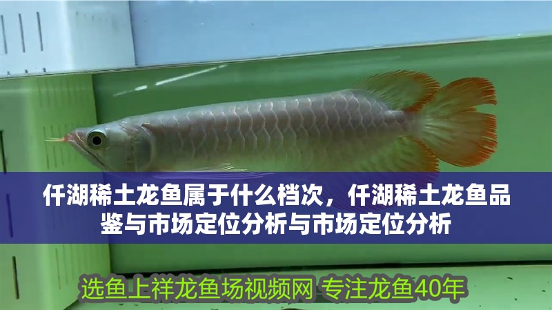 仟湖稀土龍魚屬于什么檔次，仟湖稀土龍魚品鑒與市場定位分析與市場定位分析