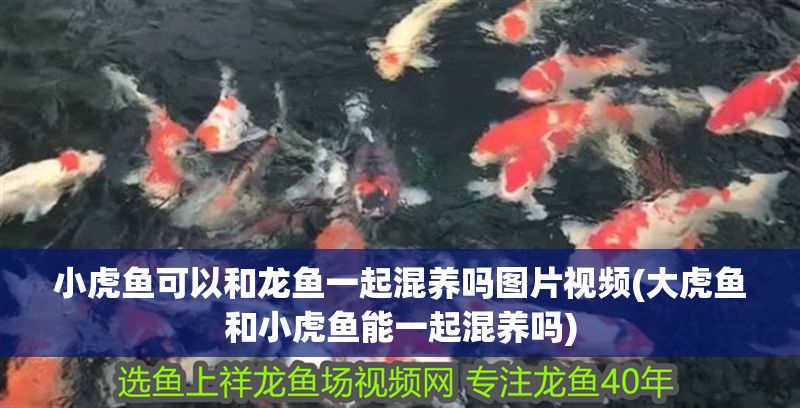 小虎魚(yú)可以和龍魚(yú)一起混養(yǎng)嗎圖片視頻(大虎魚(yú)和小虎魚(yú)能一起混養(yǎng)嗎)