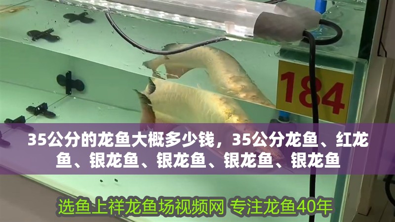 35公分的龍魚(yú)大概多少錢，35公分龍魚(yú)、紅龍魚(yú)、銀龍魚(yú)、銀龍魚(yú)、銀龍魚(yú)、銀龍魚(yú)