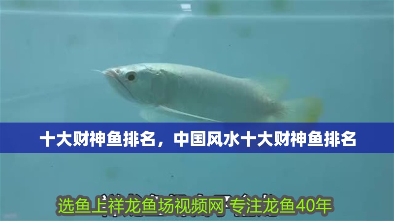 十大財神魚排名，中國風水十大財神魚排名