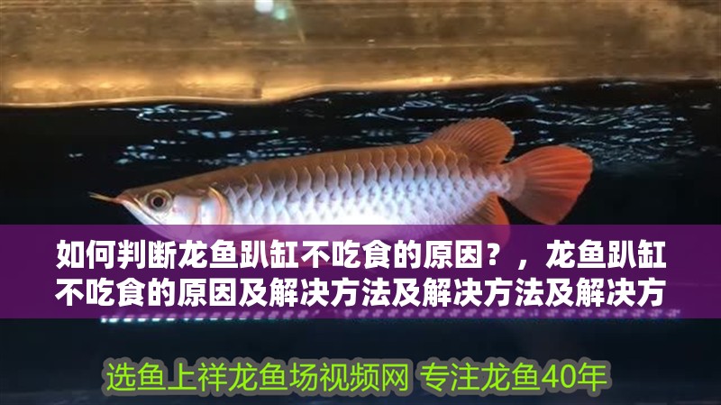 如何判斷龍魚趴缸不吃食的原因？，龍魚趴缸不吃食的原因及解決方法及解決方法及解決方案