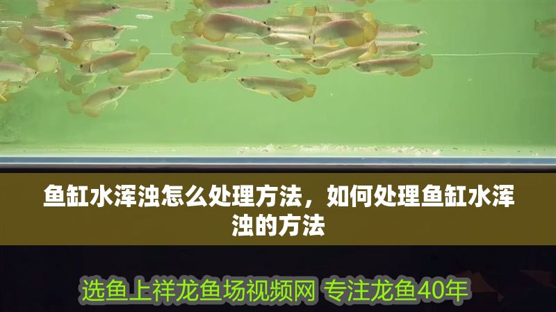魚缸水渾濁怎么處理方法，如何處理魚缸水渾濁的方法 魚缸水渾濁怎么處理方法，如何處理魚缸水渾濁的方法 魚缸百科 第2張