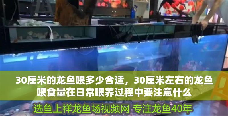 30厘米的龍魚喂多少合適，30厘米左右的龍魚喂食量在日常喂養過程中要注意什么