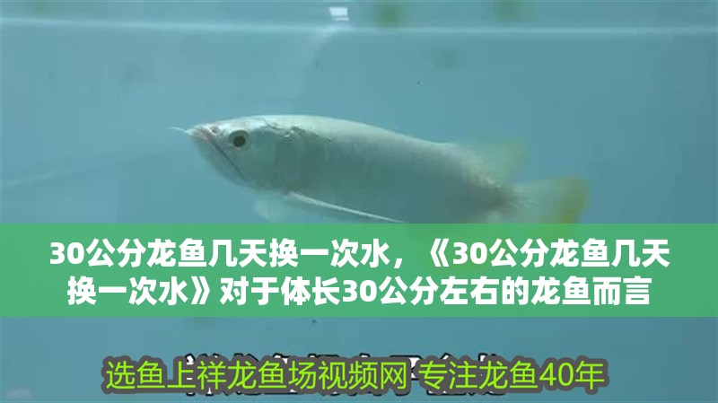 30公分龍魚幾天換一次水，《30公分龍魚幾天換一次水》對于體長30公分左右的龍魚而言