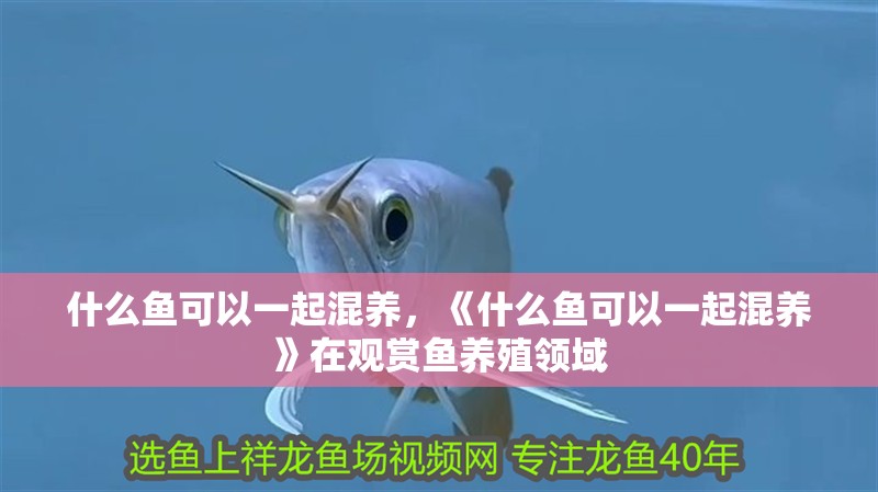 什么魚可以一起混養，《什么魚可以一起混養》在觀賞魚養殖領域