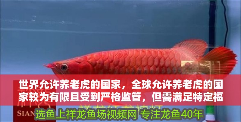 世界允許養(yǎng)老虎的國家，全球允許養(yǎng)老虎的國家較為有限且受到嚴格監(jiān)管，但需滿足特定福利