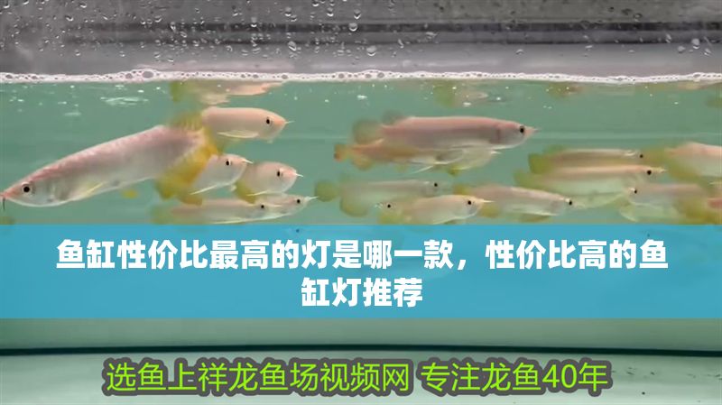 魚缸性價比最高的燈是哪一款，性價比高的魚缸燈推薦