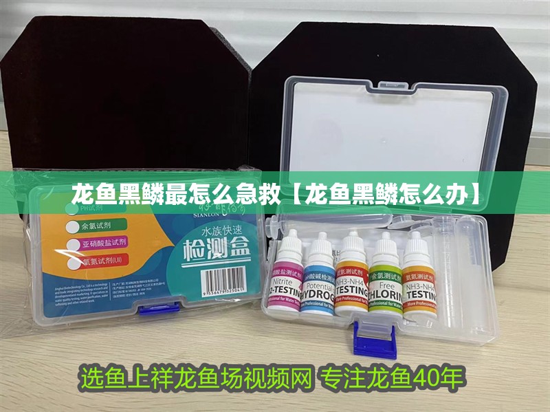 龍魚黑鱗最怎么急救【龍魚黑鱗怎么辦】