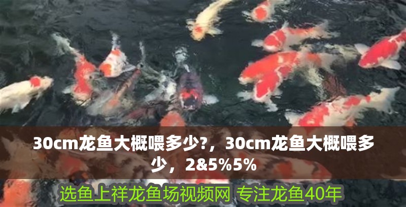 30cm龍魚大概喂多少?，30cm龍魚大概喂多少，2&5%5%