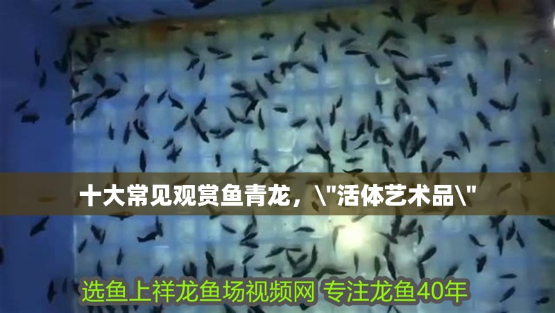 十大常見(jiàn)觀賞魚(yú)青龍，\