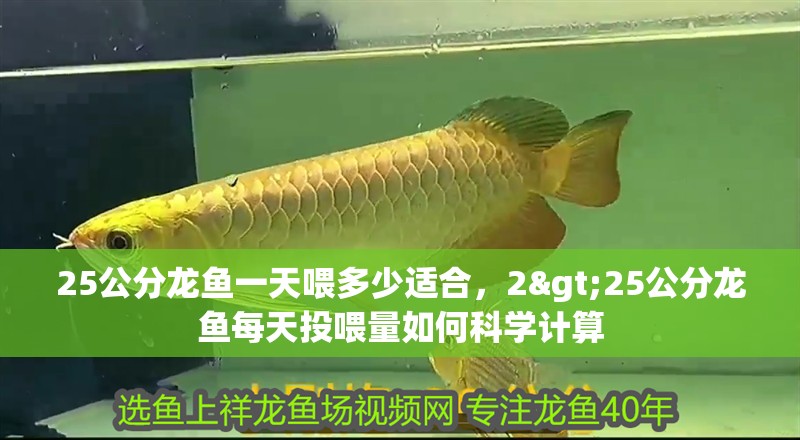 25公分龍魚一天喂多少適合，2>25公分龍魚每天投喂量如何科學計算
