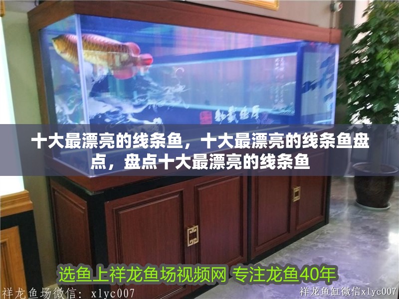 十大最漂亮的線條魚，十大最漂亮的線條魚盤點，盤點十大最漂亮的線條魚