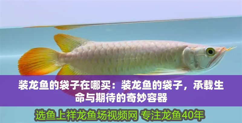 裝龍魚的袋子在哪買：裝龍魚的袋子，承載生命與期待的奇妙容器