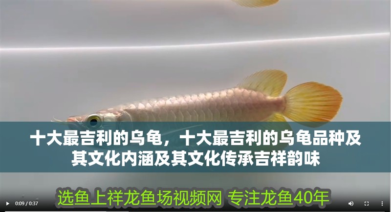 十大最吉利的烏龜，十大最吉利的烏龜品種及其文化內(nèi)涵及其文化傳承吉祥韻味