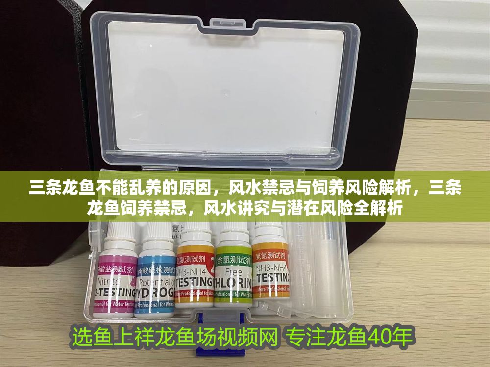 三條龍魚不能亂養(yǎng)的原因，風(fēng)水禁忌與飼養(yǎng)風(fēng)險(xiǎn)解析，三條龍魚飼養(yǎng)禁忌，風(fēng)水講究與潛在風(fēng)險(xiǎn)全解析