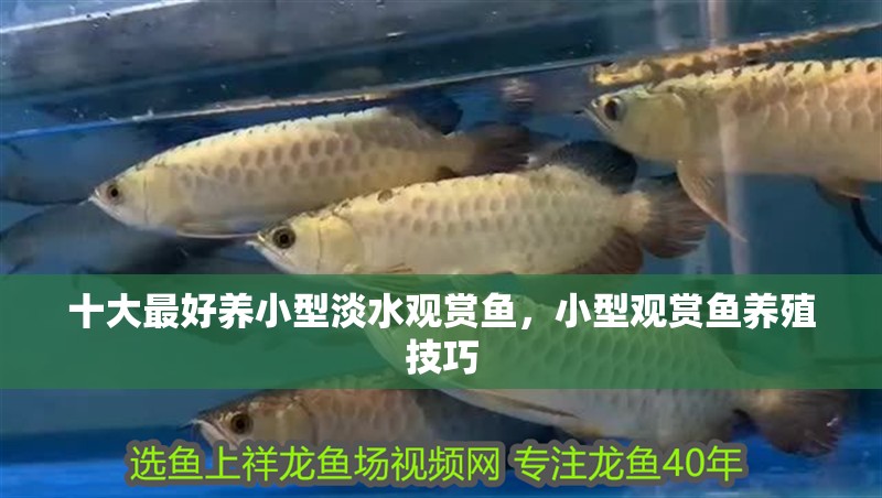 十大最好養小型淡水觀賞魚，小型觀賞魚養殖技巧
