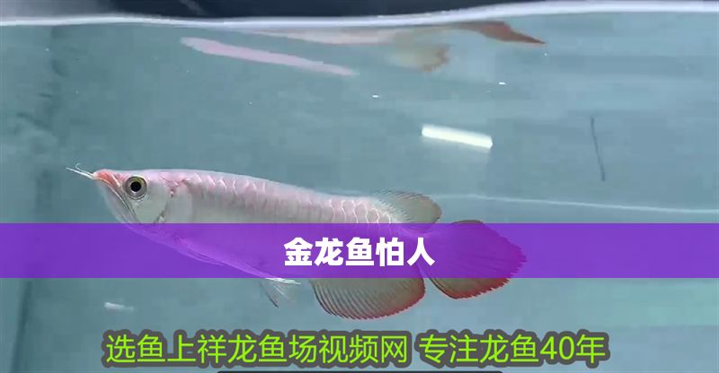 金龍魚怕人