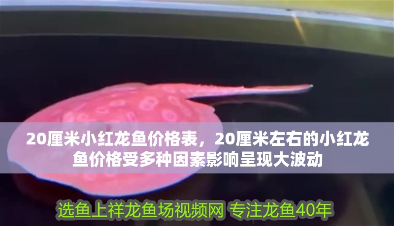 20厘米小紅龍魚價格表，20厘米左右的小紅龍魚價格受多種因素影響呈現大波動