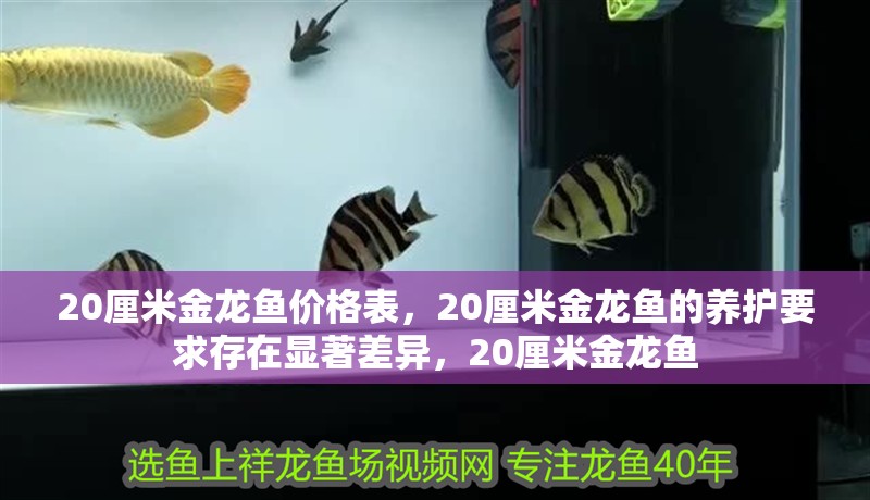 20厘米金龍魚價格表，20厘米金龍魚的養護要求存在顯著差異，20厘米金龍魚