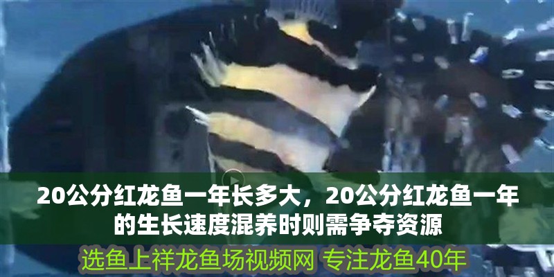 20公分紅龍魚一年長多大，20公分紅龍魚一年的生長速度混養(yǎng)時則需爭奪資源