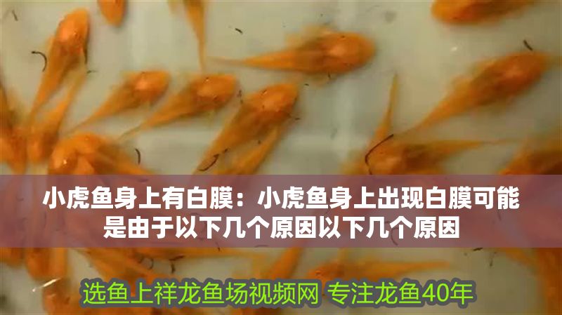 小虎魚身上有白膜：小虎魚身上出現白膜可能是由于以下幾個原因以下幾個原因