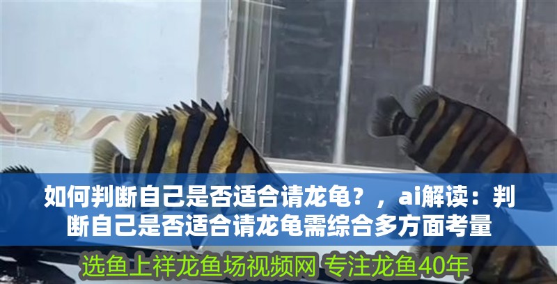 如何判斷自己是否適合請龍龜？，ai解讀：判斷自己是否適合請龍龜需綜合多方面考量