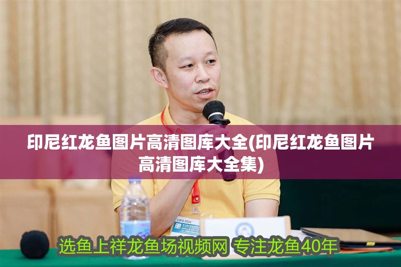 印尼紅龍魚圖片高清圖庫大全(印尼紅龍魚圖片高清圖庫大全集)