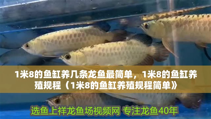 我的虎魚真菌感染了要怎么處理 1米8的魚缸養(yǎng)幾條龍魚最簡單,1米8的魚缸養(yǎng)殖規(guī)程(1米8的魚缸養(yǎng)殖規(guī)程簡單》 水族問答 1米8的魚缸養(yǎng)幾條龍魚最簡單,1米8的魚缸養(yǎng)殖規(guī)程(1米8的魚缸養(yǎng)殖規(guī)程簡單》 1米8的魚缸養(yǎng)幾條龍魚最簡單,1米8的魚缸養(yǎng)殖規(guī)程(1米8的魚缸養(yǎng)殖規(guī)程簡單》 水族問答