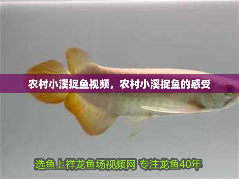 農(nóng)村小溪捉魚視頻，農(nóng)村小溪捉魚的感受