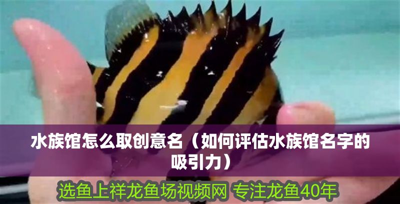 水族館怎么取創(chuàng)意名（如何評(píng)估水族館名字的吸引力）
