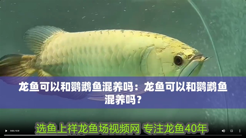 龍魚可以和鸚鵡魚混養(yǎng)嗎：龍魚可以和鸚鵡魚混養(yǎng)嗎？