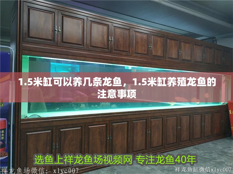 1.5米缸可以養幾條龍魚，1.5米缸養殖龍魚的注意事項