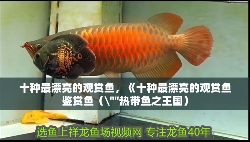 十種最漂亮的觀賞魚，《十種最漂亮的觀賞魚鑒賞魚（\