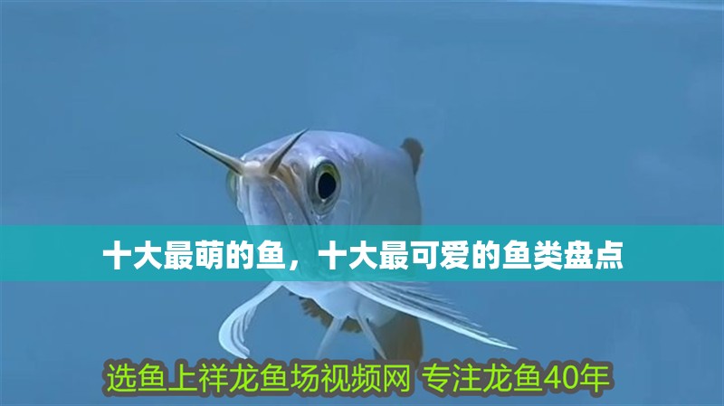 十大最萌的魚，十大最可愛的魚類盤點