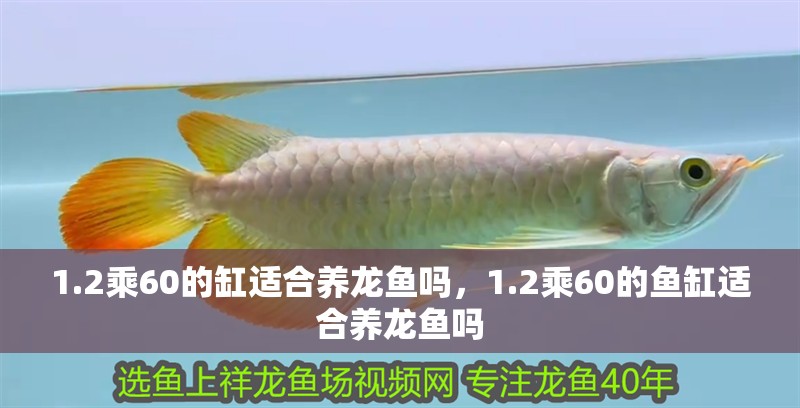 1.2乘60的缸適合養(yǎng)龍魚(yú)嗎，1.2乘60的魚(yú)缸適合養(yǎng)龍魚(yú)嗎