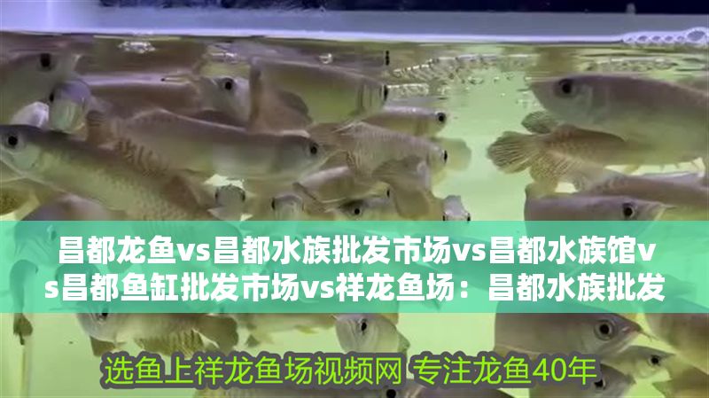 昌都龍魚vs昌都水族批發市場vs昌都水族館vs昌都魚缸批發市場vs祥龍魚場：昌都水族批發市場、昌都水族館、昌都魚缸批發市場、祥龍魚場