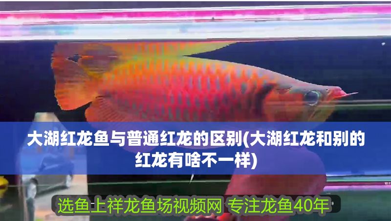 大湖紅龍魚與普通紅龍的區別(大湖紅龍和別的紅龍有啥不一樣)