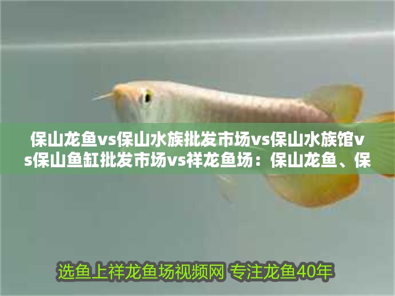 保山龍魚vs保山水族批發(fā)市場(chǎng)vs保山水族館vs保山魚缸批發(fā)市場(chǎng)vs祥龍魚場(chǎng)：保山龍魚、保山水族批發(fā)市場(chǎng)、保山魚缸批發(fā)市場(chǎng)和祥龍魚場(chǎng)的詳細(xì)信息