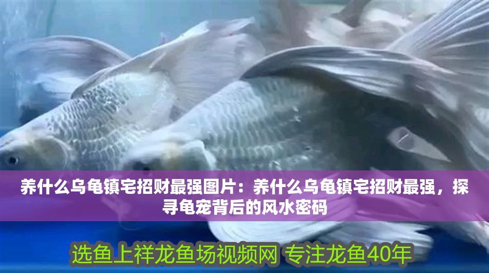 養(yǎng)什么烏龜鎮(zhèn)宅招財(cái)最強(qiáng)圖片：養(yǎng)什么烏龜鎮(zhèn)宅招財(cái)最強(qiáng)，探尋龜寵背后的風(fēng)水密碼