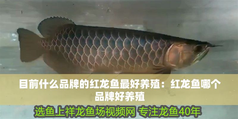 目前什么品牌的紅龍魚(yú)最好養(yǎng)殖：紅龍魚(yú)哪個(gè)品牌好養(yǎng)殖