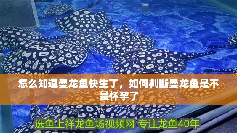 怎么知道曼龍魚快生了，如何判斷曼龍魚是不是懷孕了