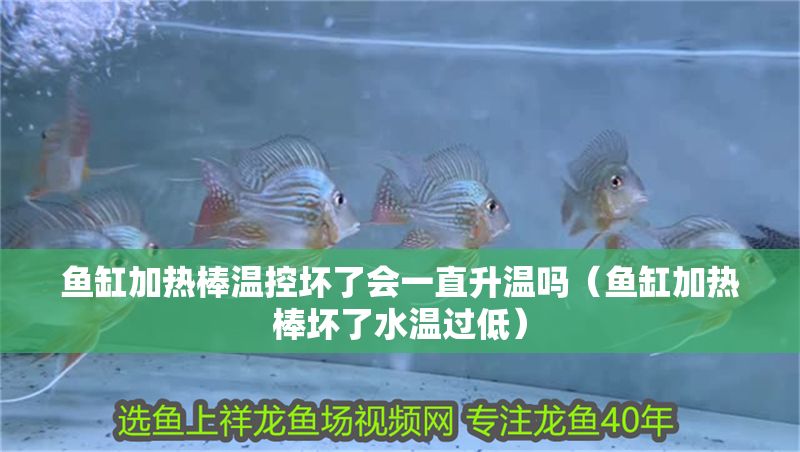 魚缸加熱棒溫控壞了會(huì)一直升溫嗎（魚缸加熱棒壞了水溫過低）