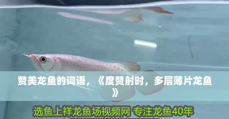 贊美龍魚的詞語，《度贊射時，多層薄片龍魚》