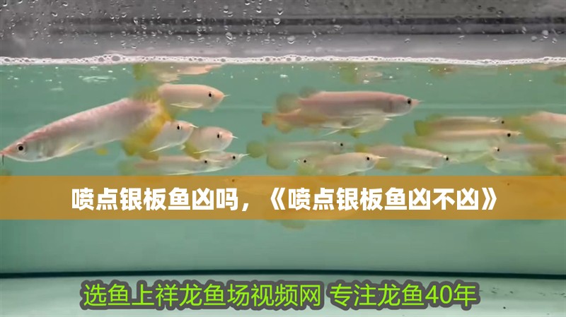 噴點銀板魚兇嗎，《噴點銀板魚兇不兇》