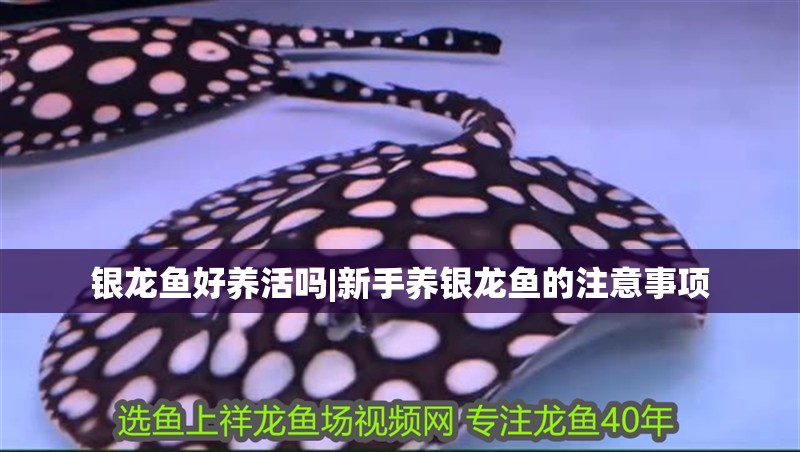 銀龍魚好養(yǎng)活嗎|新手養(yǎng)銀龍魚的注意事項