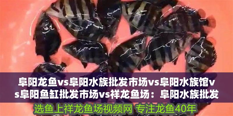 阜陽龍魚vs阜陽水族批發市場vs阜陽水族館vs阜陽魚缸批發市場vs祥龍魚場：阜陽水族批發市場