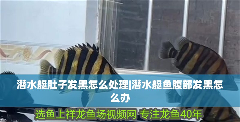 潛水艇肚子發黑怎么處理|潛水艇魚腹部發黑怎么辦