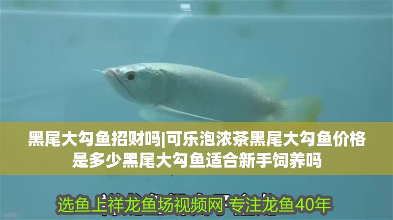 黑尾大勾魚招財嗎|可樂泡濃茶黑尾大勾魚價格是多少黑尾大勾魚適合新手飼養嗎