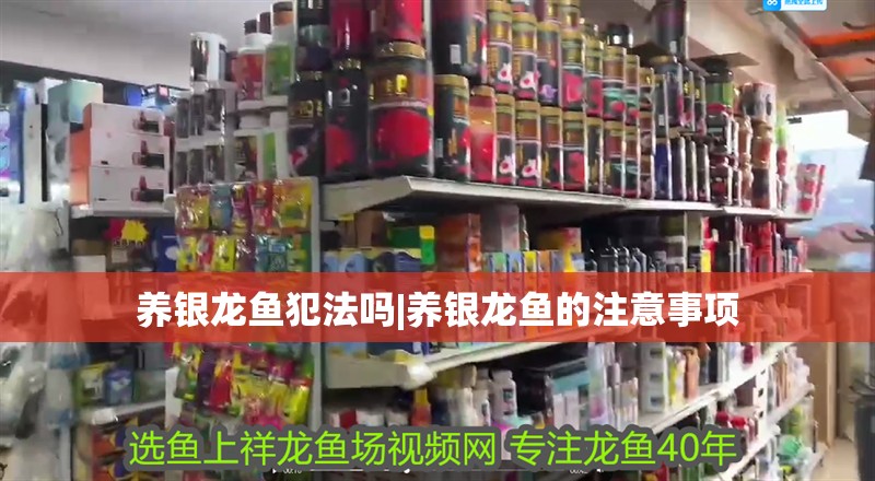 養(yǎng)銀龍魚犯法嗎|養(yǎng)銀龍魚的注意事項(xiàng)